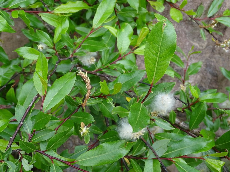 Salix kazbekensis photo 5
