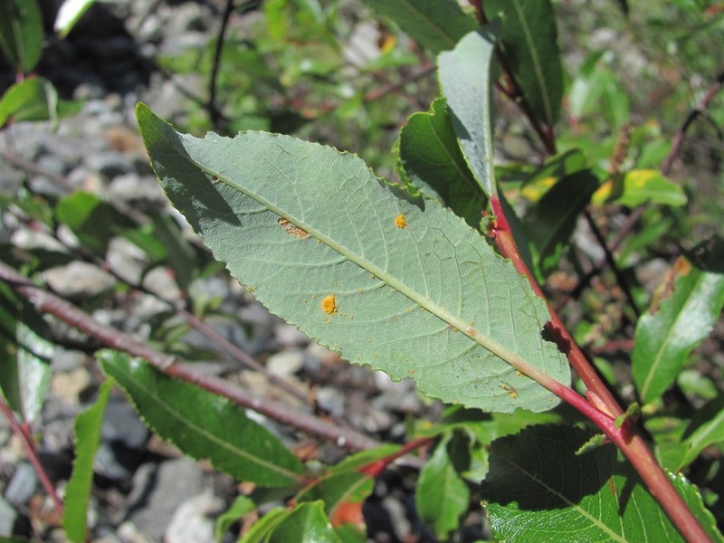 Salix kazbekensis photo 6