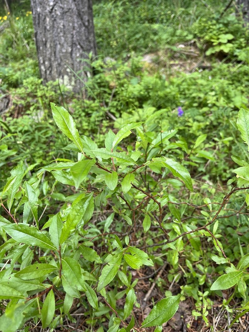 Salix kazbekensis photo 7