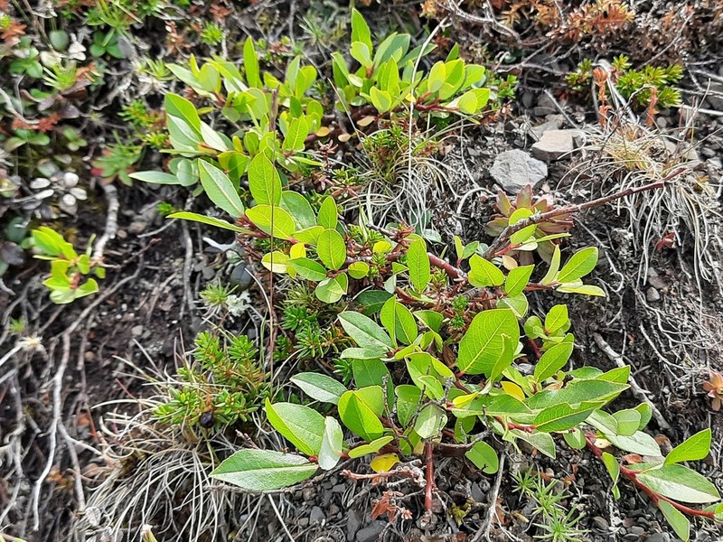 Salix kazbekensis photo 8