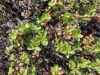 Salix khokhriakovii