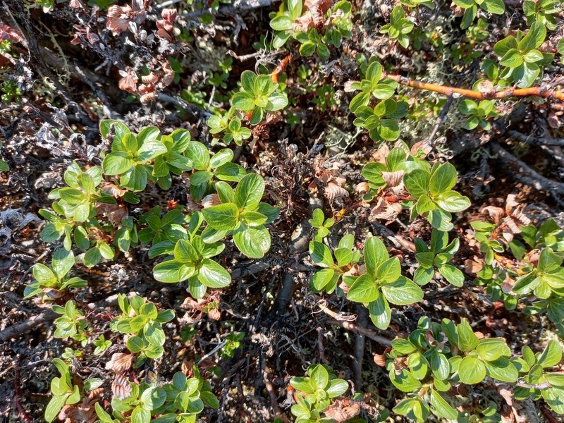 Salix khokhriakovii