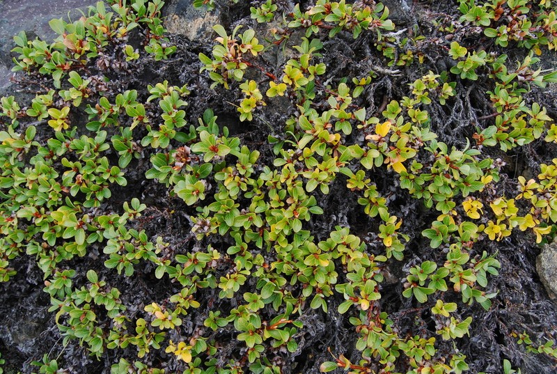 Salix khokhriakovii photo 2
