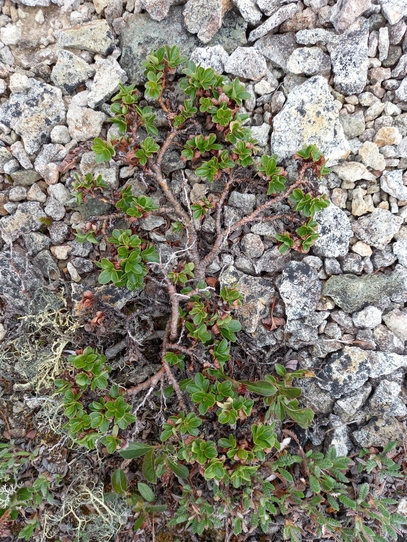 Salix khokhriakovii photo 4