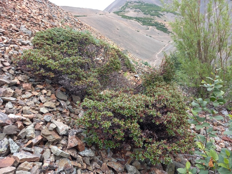 Salix khokhriakovii photo 5