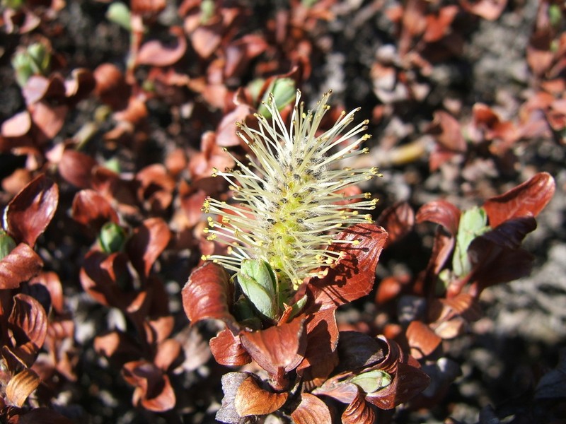 Salix khokhriakovii photo 7