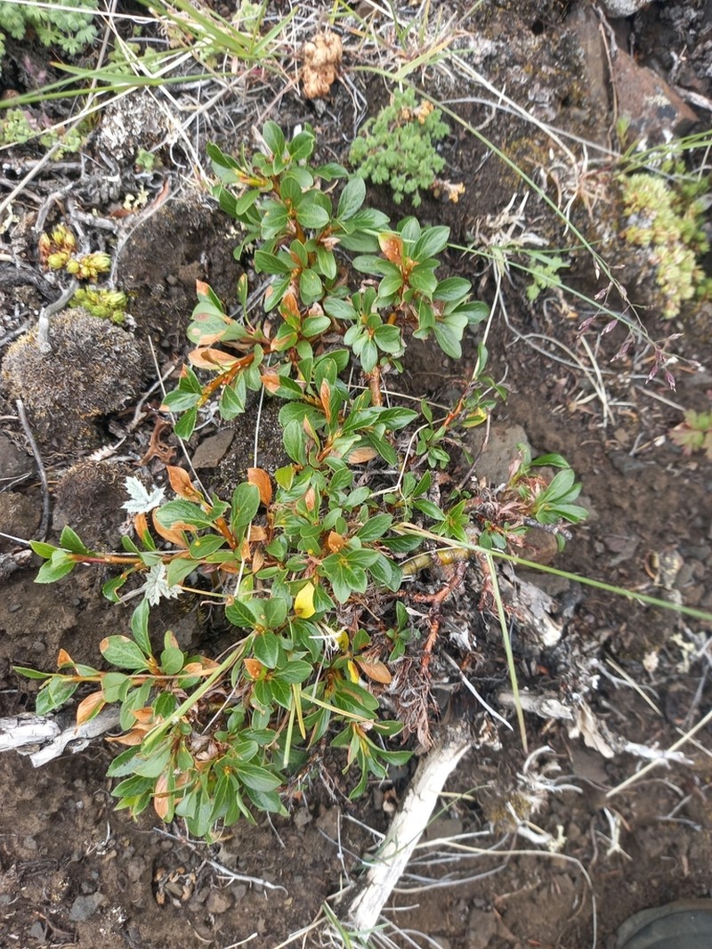 Salix khokhriakovii photo 8