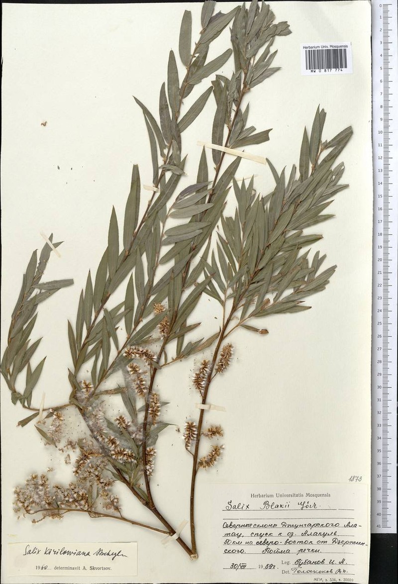 Salix kirilowiana