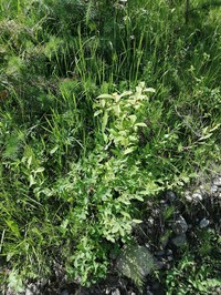 Salix kochiana