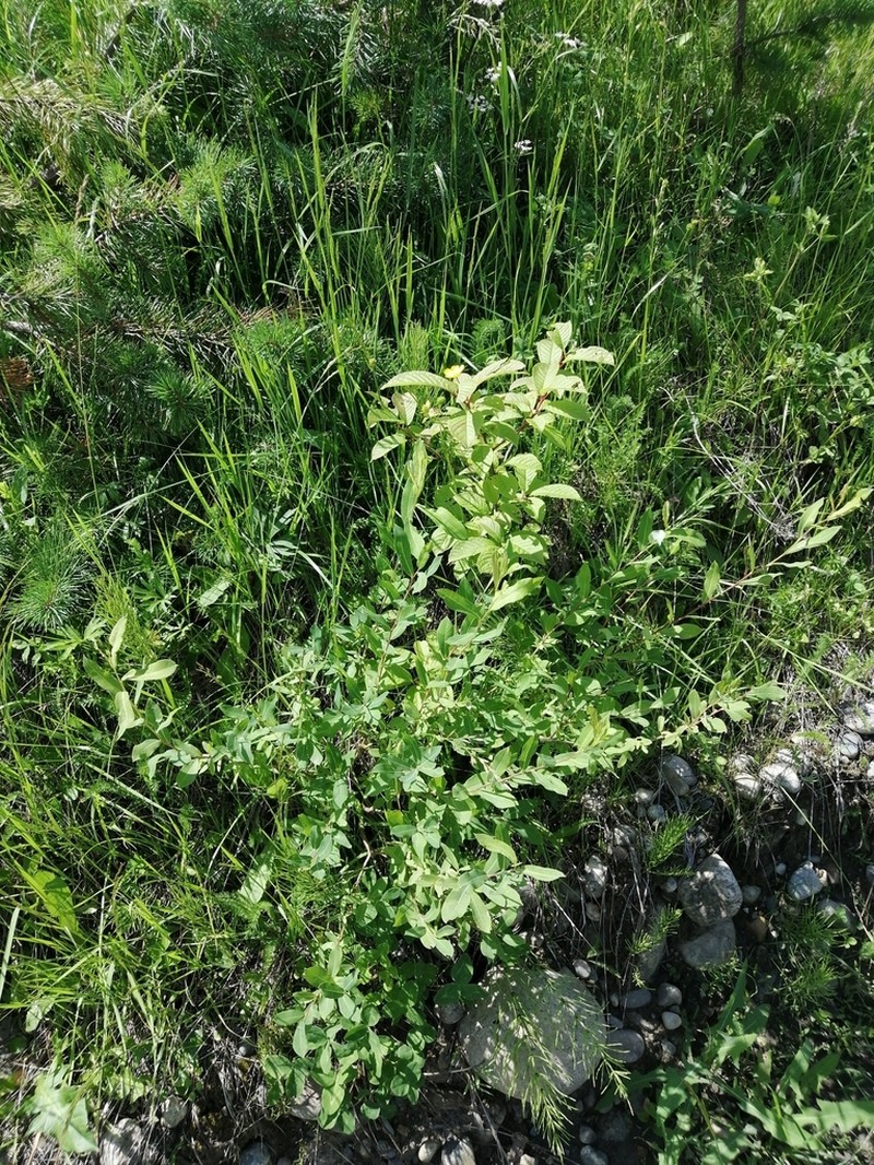 Salix kochiana