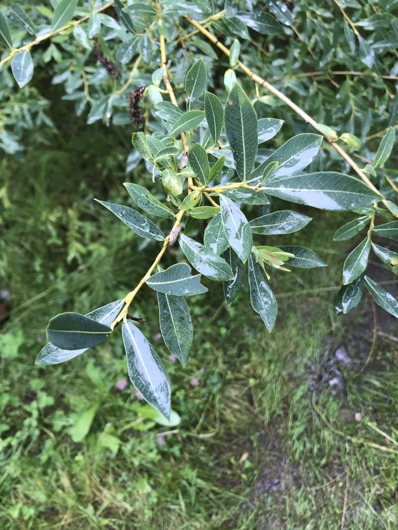 Salix kochiana photo 2