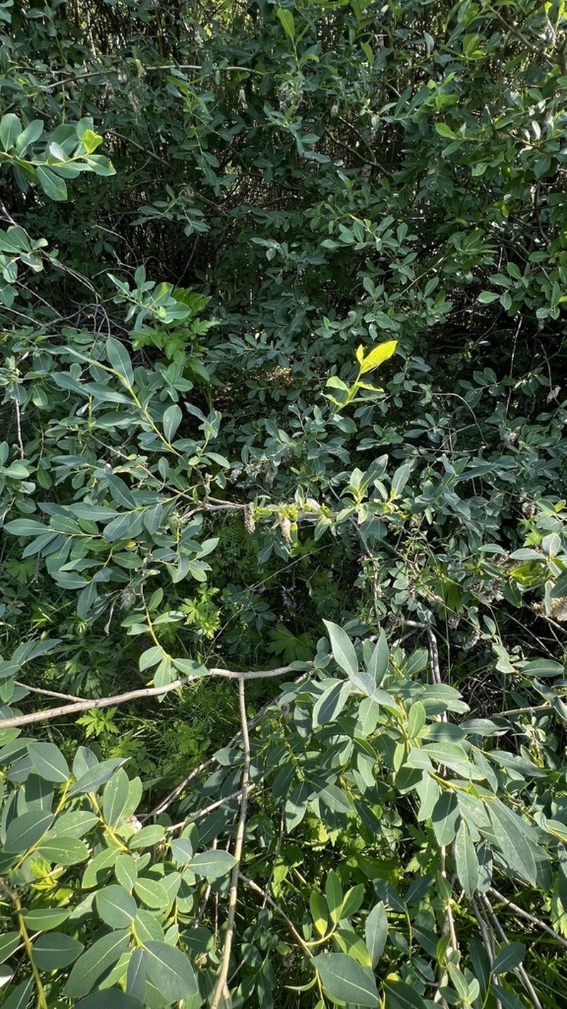 Salix kochiana photo 4