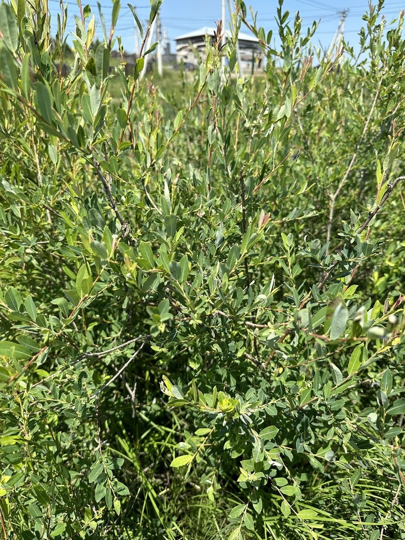 Salix kochiana photo 5