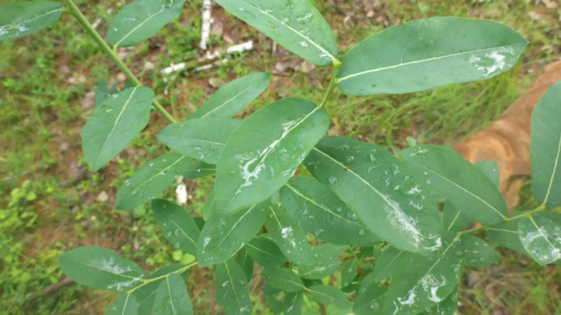 Salix kochiana photo 6
