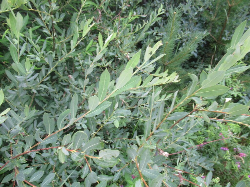 Salix kochiana photo 8