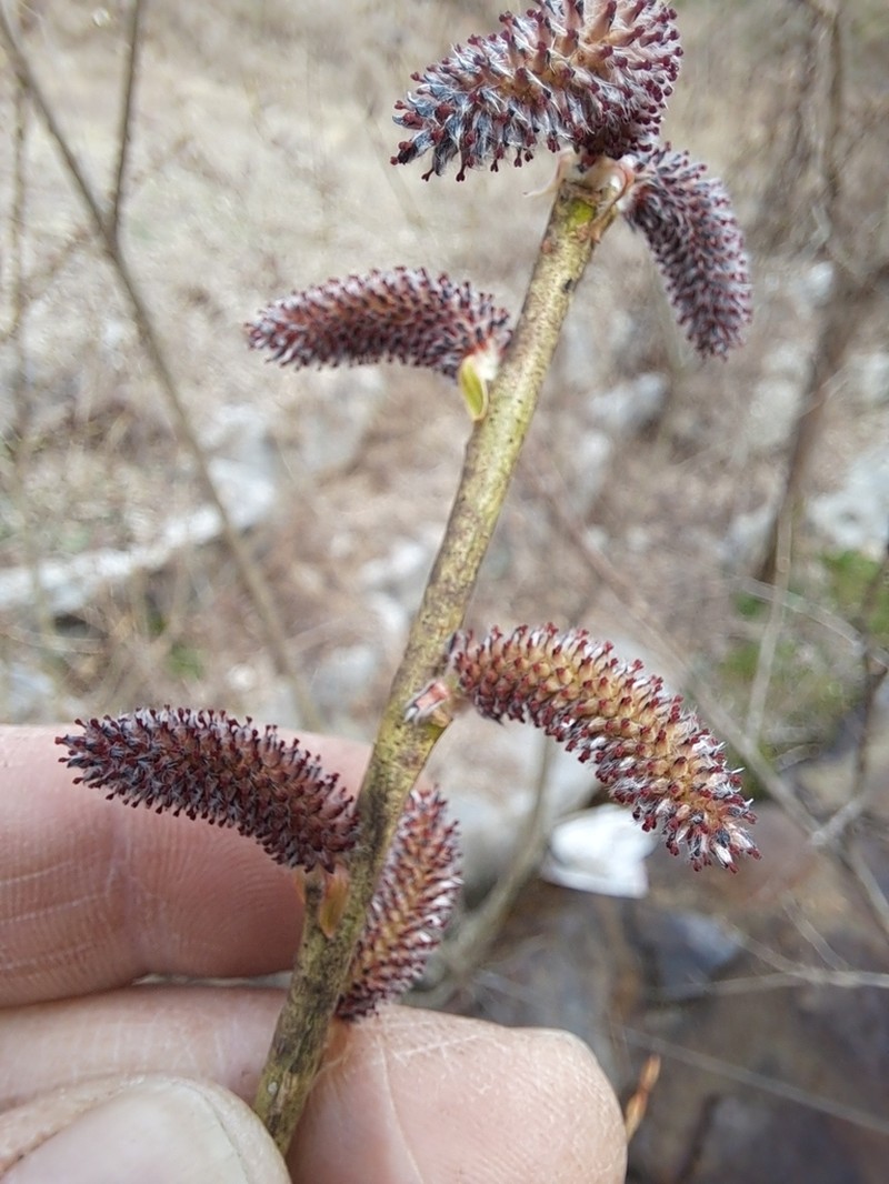Kori-Yanagi photo 2