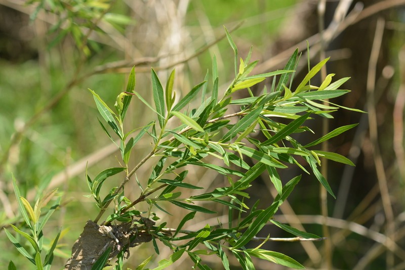 Kori-Yanagi photo 6