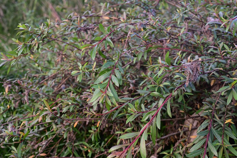 Salix kouytchensis