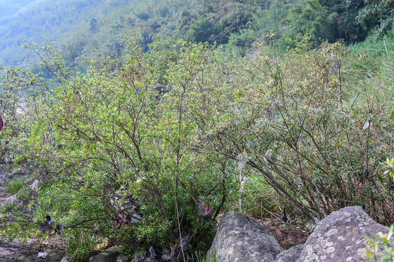 Salix kouytchensis photo 2