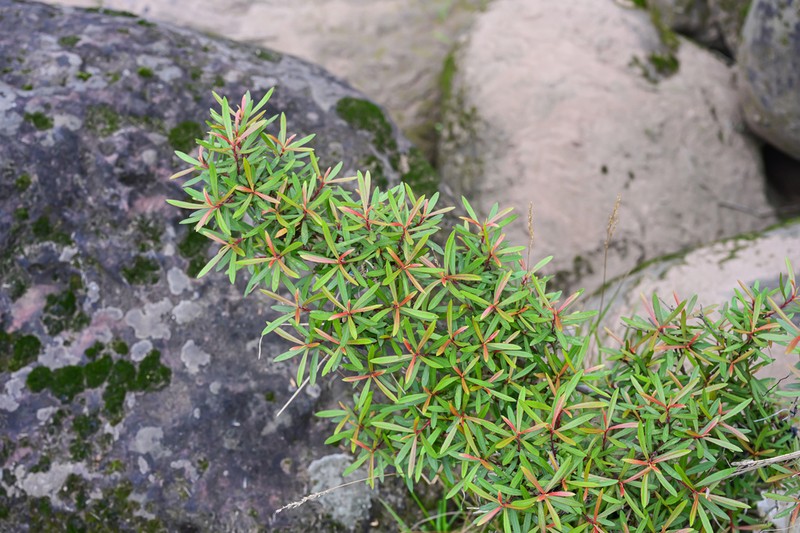 Salix kouytchensis photo 3