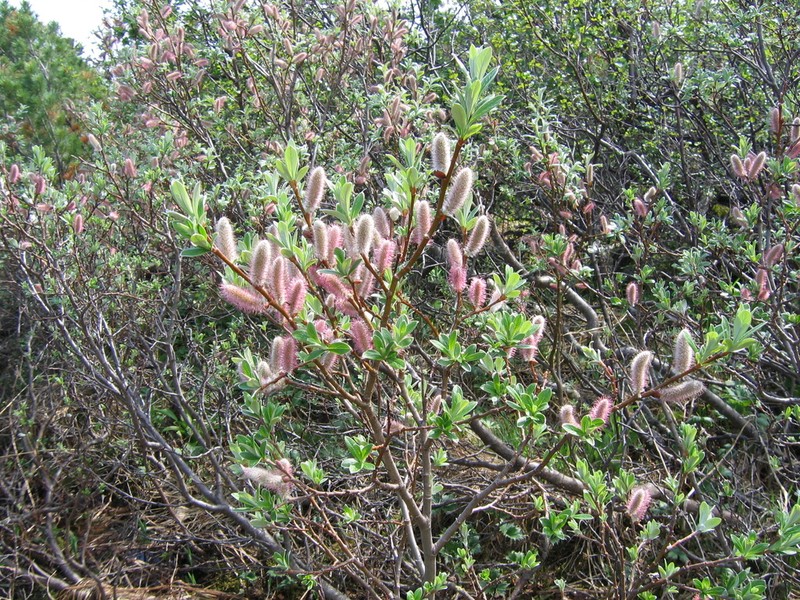 Salix krylovii