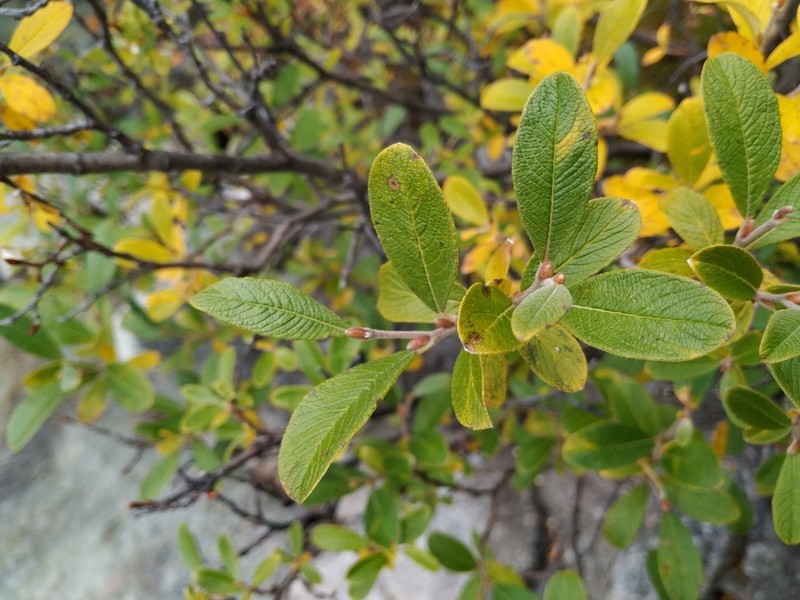 Salix krylovii photo 2