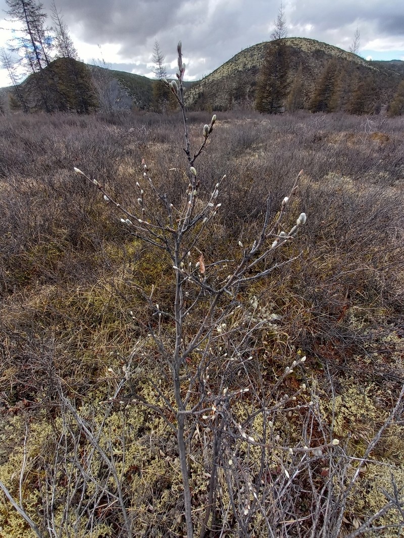 Salix krylovii photo 3