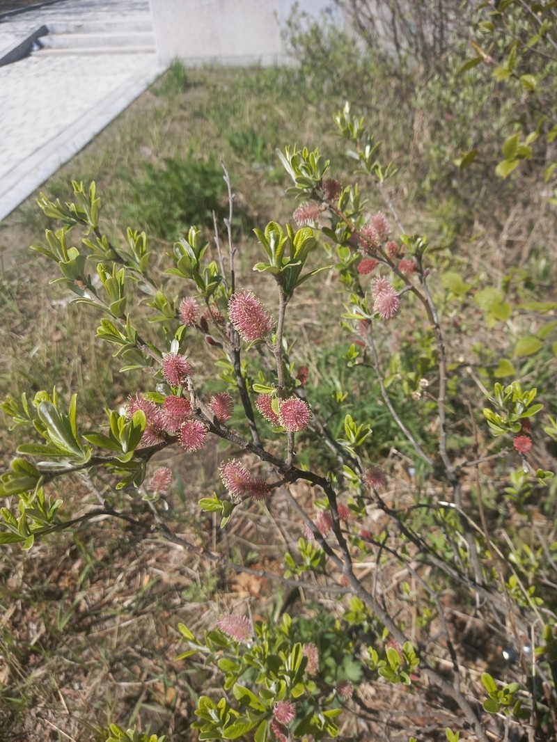 Salix krylovii photo 4