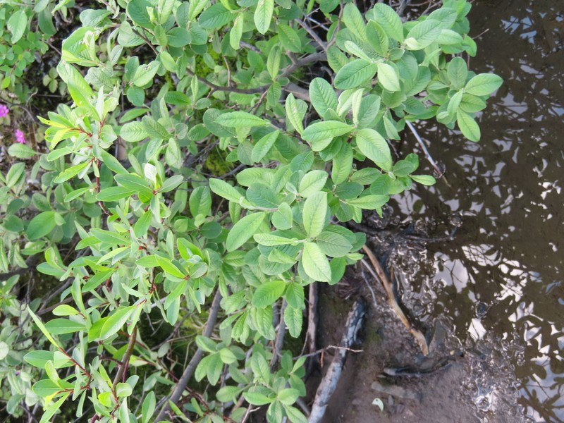 Salix krylovii photo 6