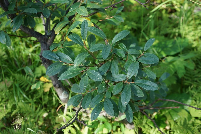 Salix krylovii photo 7