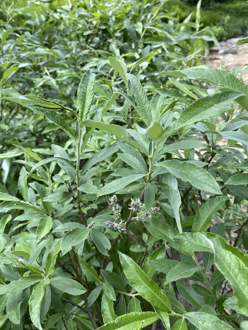 Salix krylovii photo 8