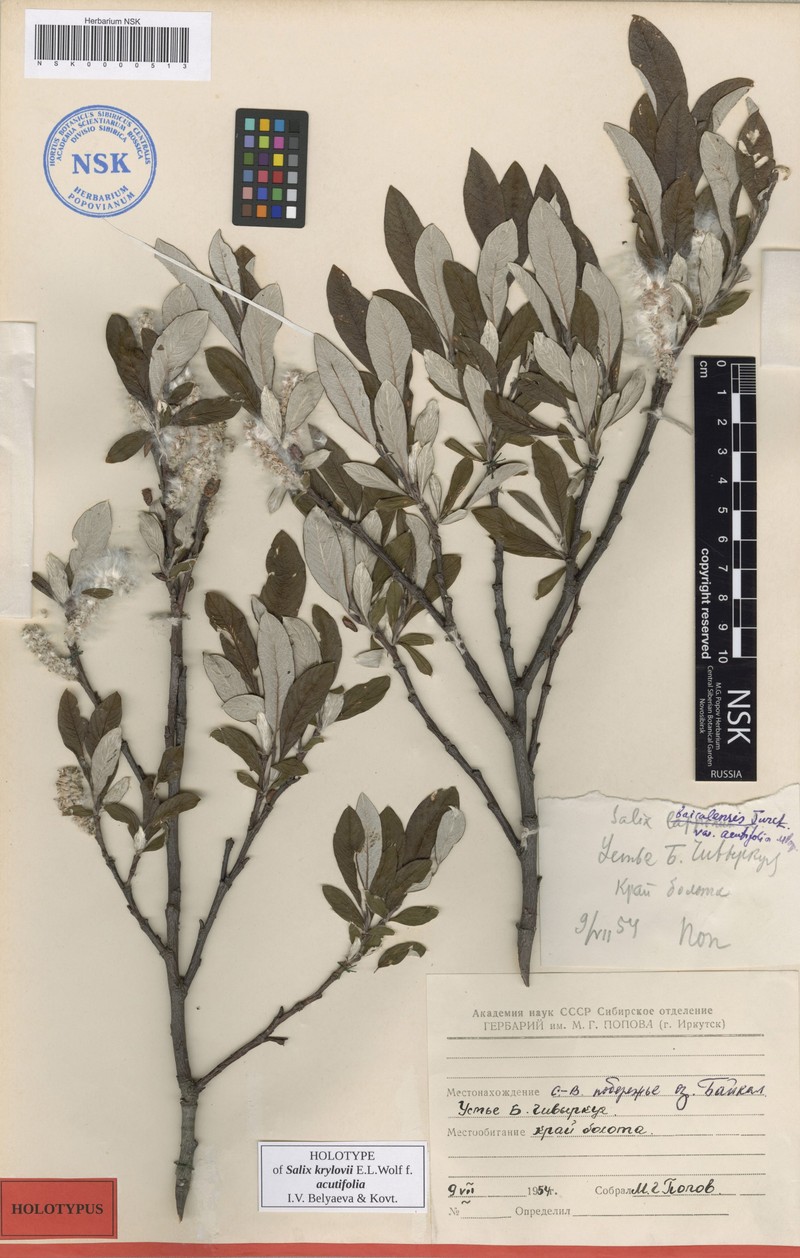Salix krylovii f. acutifolia
