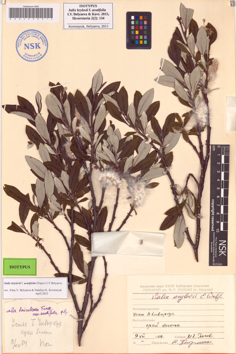 Salix krylovii f. acutifolia photo 2