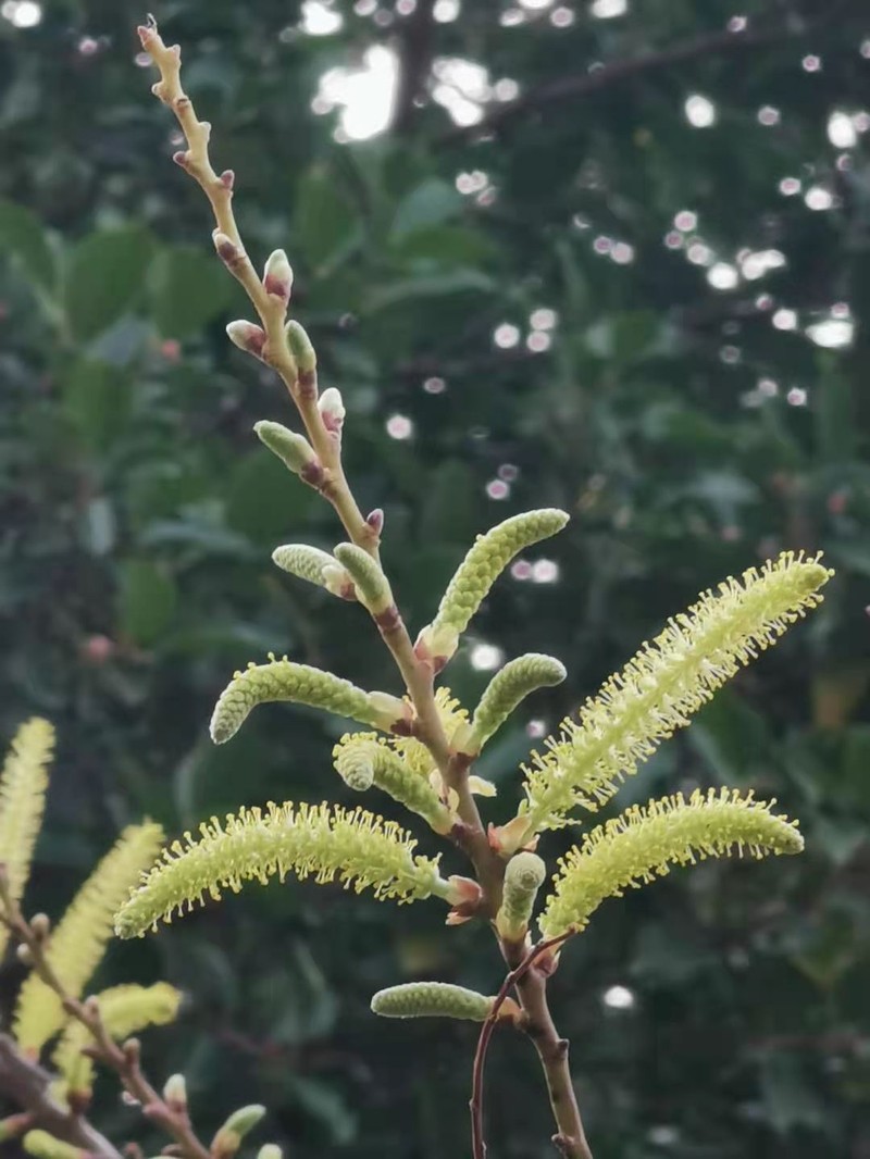 Salix kusanoi