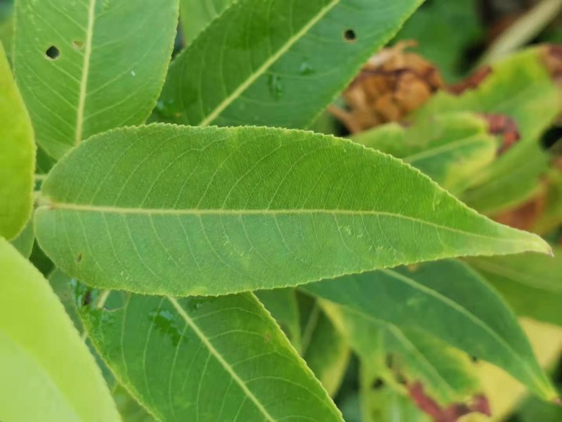 Salix kusanoi photo 2