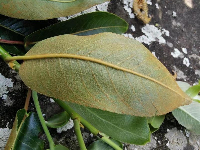 Salix kusanoi photo 3
