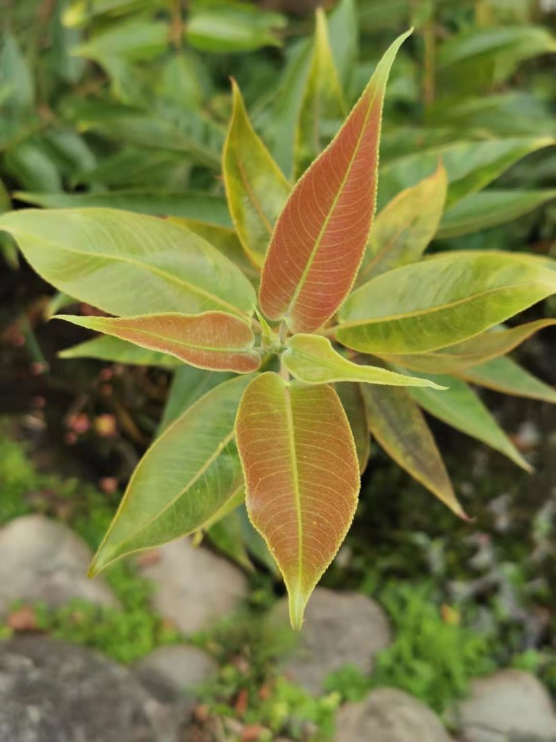 Salix kusanoi photo 4