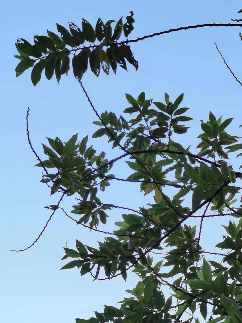 Salix kusanoi photo 5