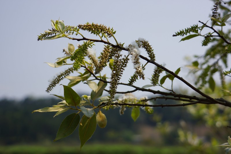 Salix kusanoi photo 8