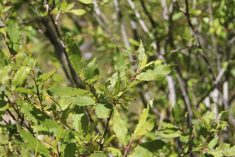 Salix kuznetzowii photo 2