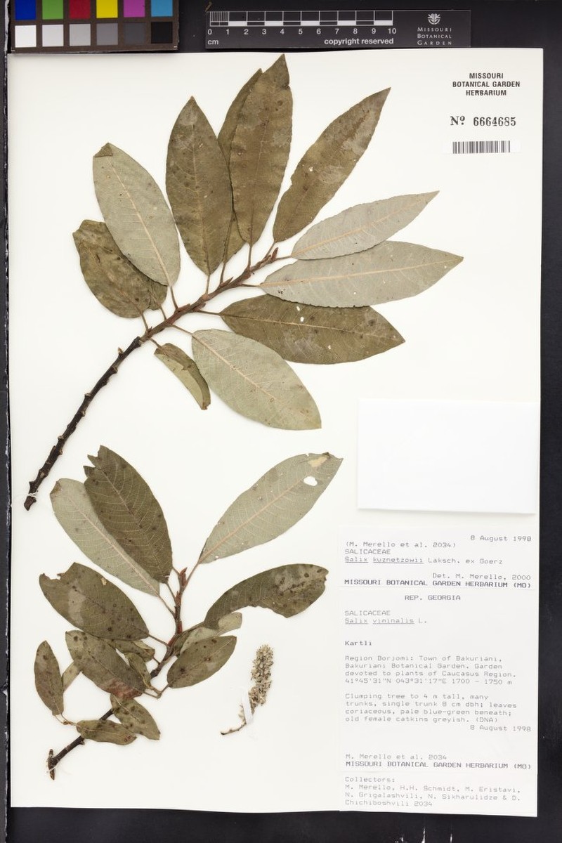 Salix kuznetzowii photo 3
