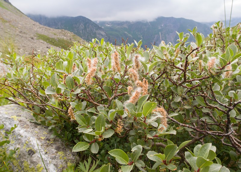 Salix kuznetzowii