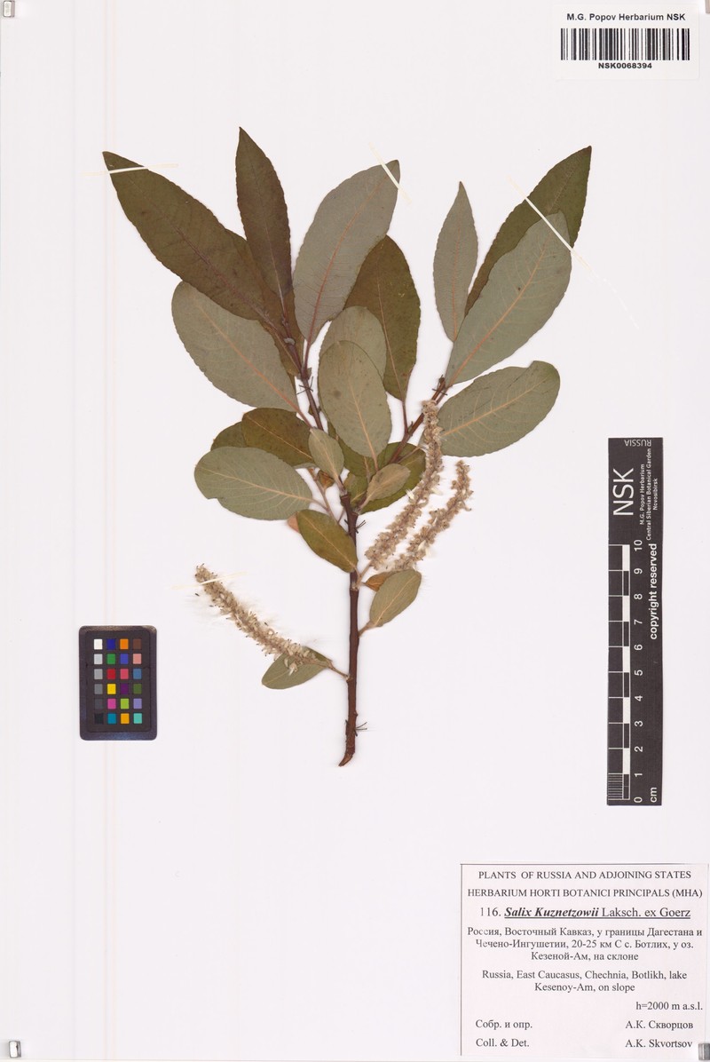 Salix kuznetzowii photo 4