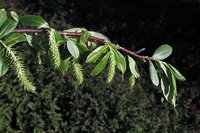Red Willow