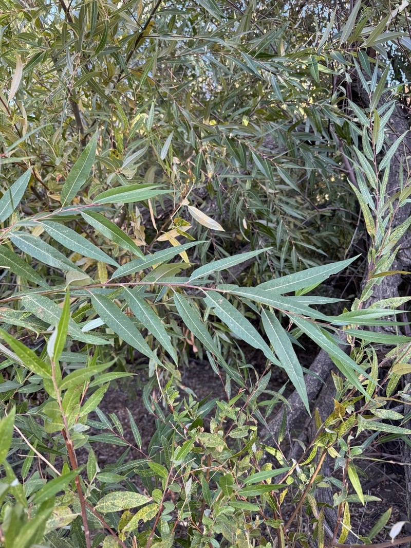 Red Willow photo 3