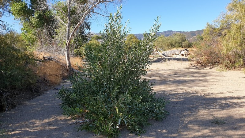 Red Willow photo 4