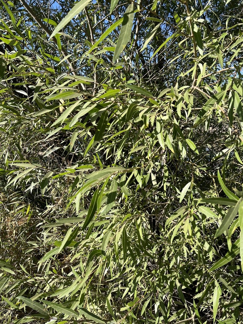 Red Willow photo 5