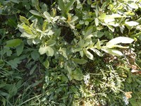 Salix laggeri