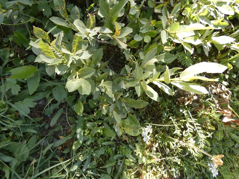 Salix laggeri