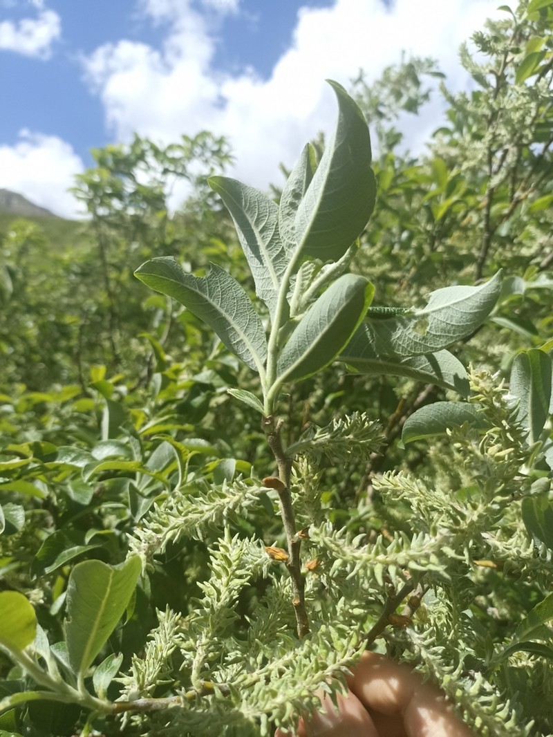Salix laggeri photo 2